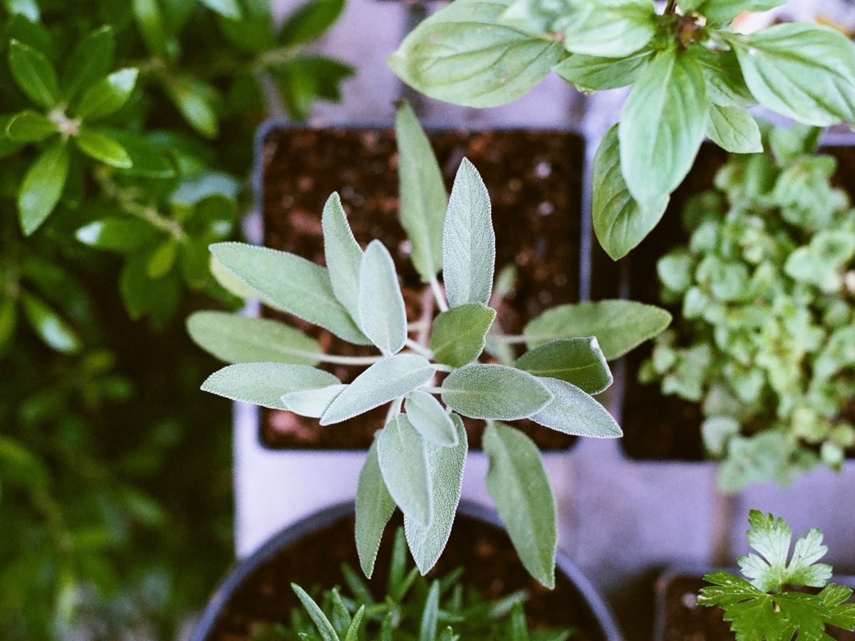 Start Your Herb Garden at Home with Seeds
